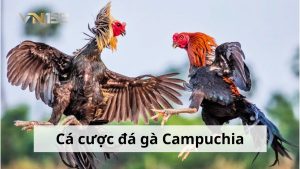 Đá gà Campuchia - Đá gà THOMO trực tiếp mới nhất tại nhà cái