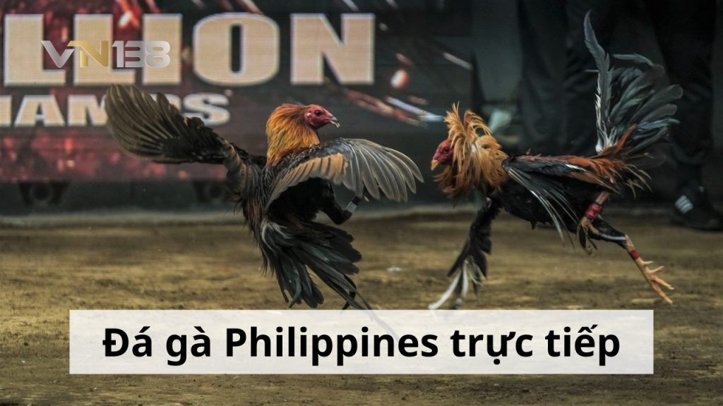 Đá gà Philippines - Trực tiếp đá gà cựa dao mới nhất hôm nay