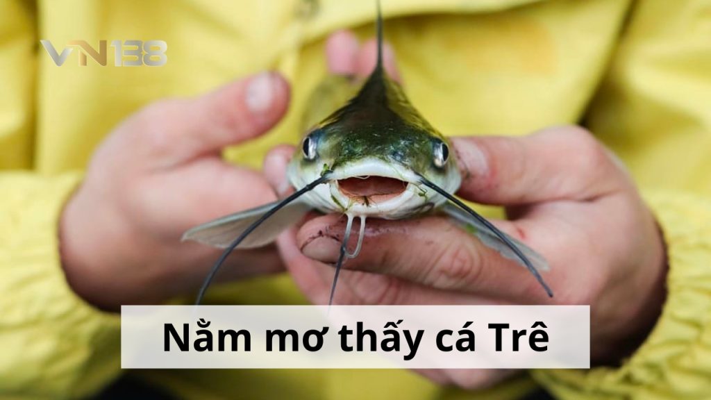 Nằm mơ thấy cá trê điềm báo gì, lành hay dữ? con số liên quan